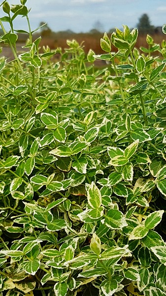 Euonymus fortunei "Emerald Gaiety" - (Weißbunte Kriechspindel),